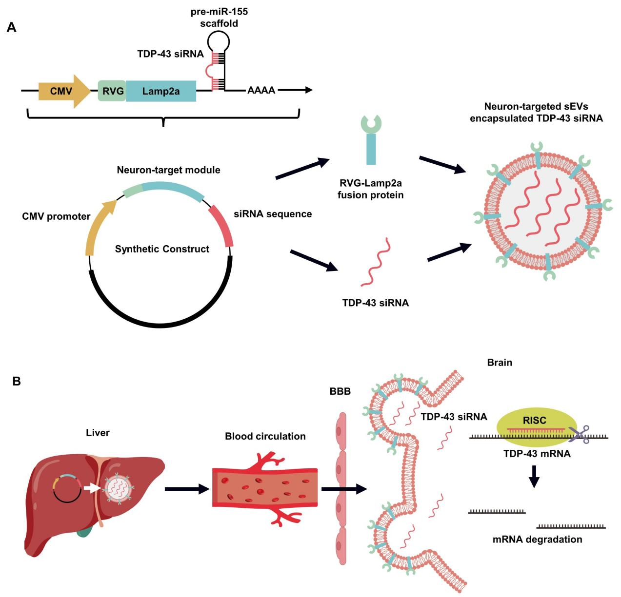 靶向TDP-43的体内自组装siRNAs的设计和原理 配图2