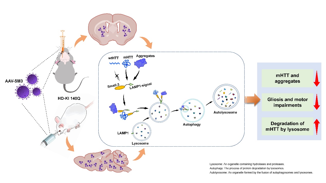 中国科学报新方法有望治疗亨廷顿舞蹈症